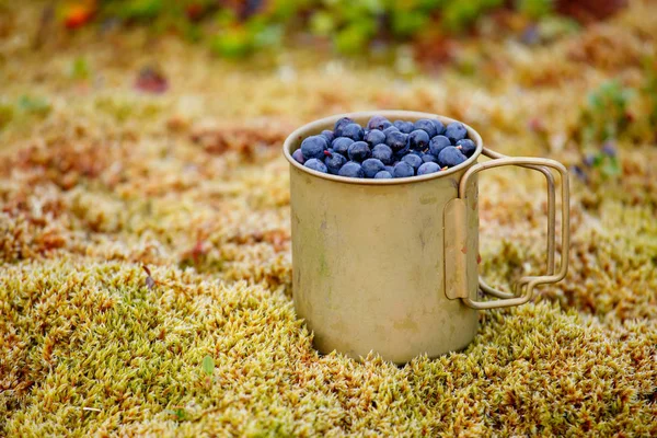 Fresh blueberries in metal cup on the ground in forest. — Stock Photo, Image