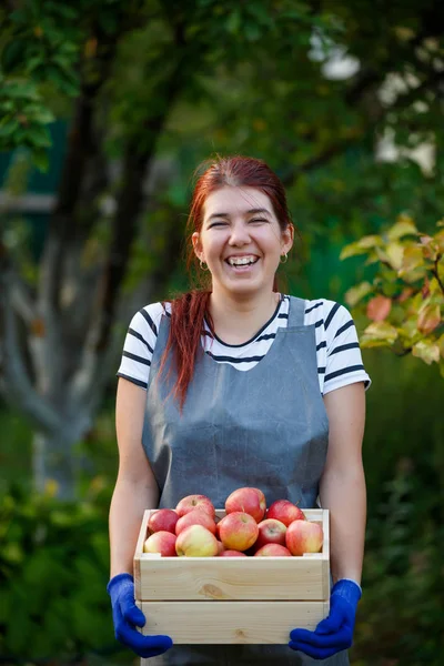 Φωτογραφία: ευτυχισμένος κορίτσι κηπουρός με τη συγκομιδή των μήλων σε ξύλινο κουτί στον κήπο — Φωτογραφία Αρχείου