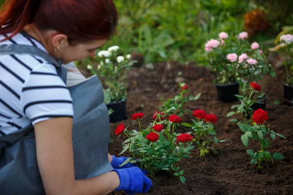 Fotó, kezét piros rózsák ültetési kertben nő kék kesztyű — Stock Fotó