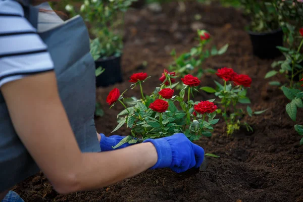Imagem de mãos em luvas azuis de agrônomo plantando rosas vermelhas no jardim — Fotografia de Stock