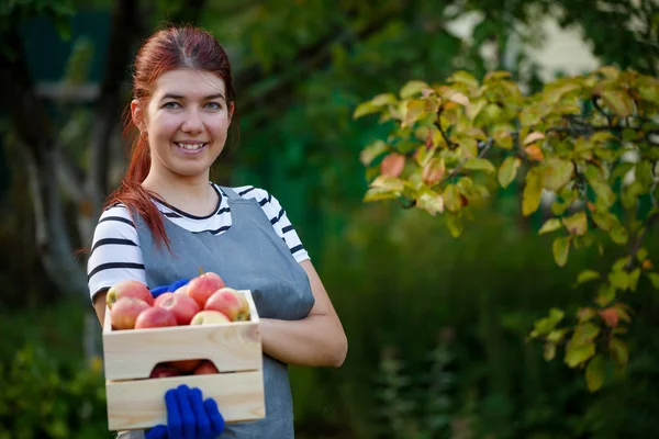 Foto van gelukkig brunette tuinman met oogst van appelen in houten doos in tuin — Stockfoto