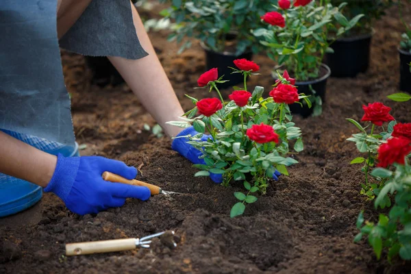 Kép a kezüket a gumikesztyűt az agronómus piros rózsák ültetési kertben — Stock Fotó