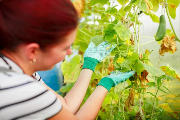 Close-up foto de jovem jardineiro em estufa com pepinos — Fotografia de Stock