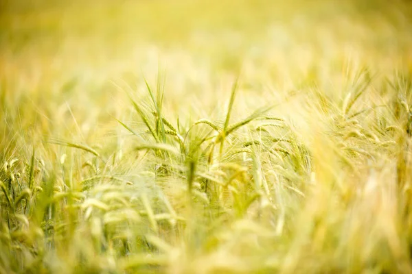 Foto di spighe di grano maturo — Foto Stock