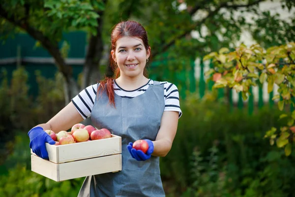 Afbeelding van gelukkig meisje tuinman met oogst van appelen in houten doos in tuin — Stockfoto