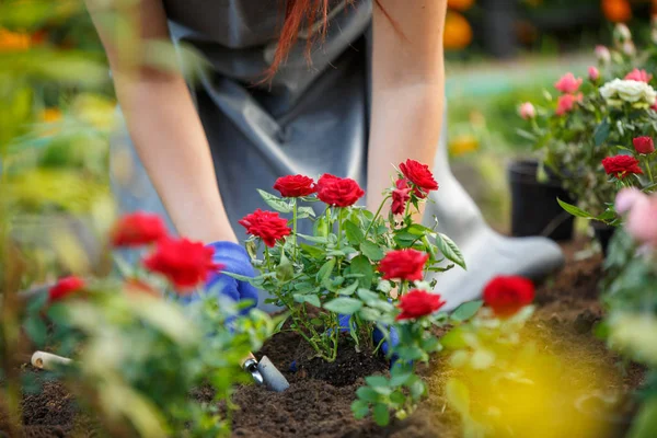 Imagem do agrônomo plantando rosas vermelhas no jardim — Fotografia de Stock