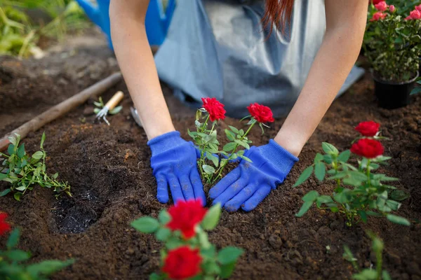 Image of young agronomist woman planting red roses in garden — Stock Photo, Image