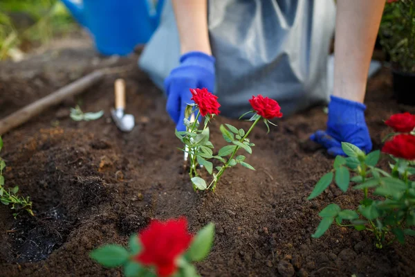 Foto einer jungen Agronomin in Gummihandschuhen beim Pflanzen roter Rosen im Garten — Stockfoto