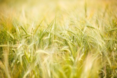 Olgun buğday spikelets görüntüsünü