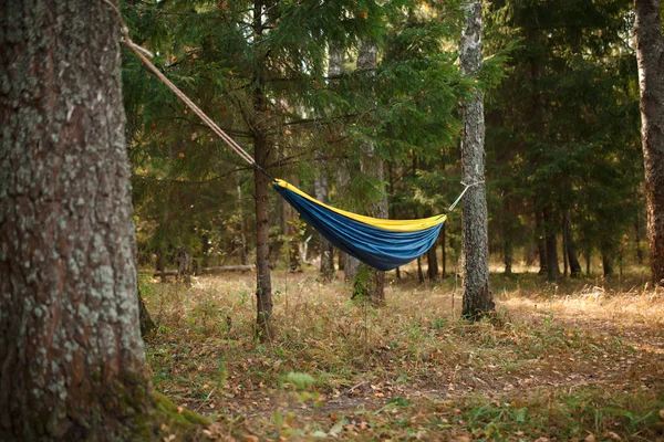 Foto av Tom gul-blå hängmatta i skogen — Stockfoto
