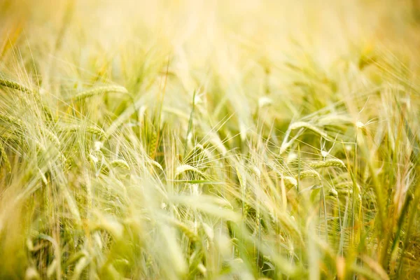 Olgun buğday spikelets resmini