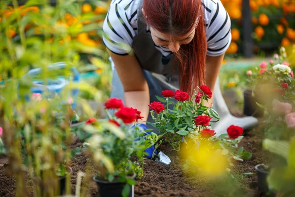 Foto di donna agronomo piantare rose rosse in giardino — Foto Stock