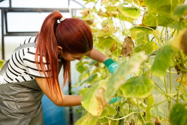 Imagem de uma jovem agrônomo em estufa com pepinos — Fotografia de Stock