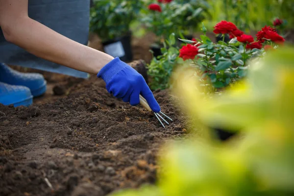 Fotó, kezében piros rózsák ültetési kertben agronómus — Stock Fotó