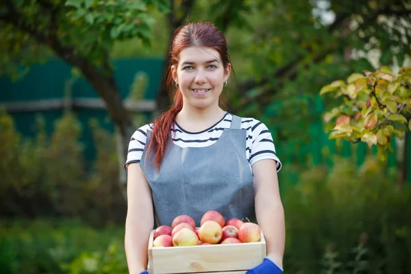 夏の日に庭で木製の箱の中のりんごの収穫と若い女性庭師の写真 — ストック写真