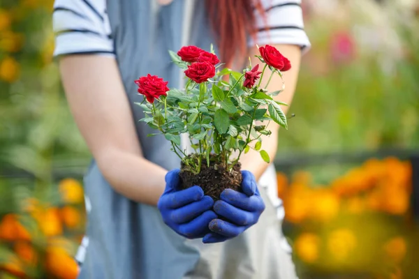 Foto der Agronomin mit Rosen im Garten — Stockfoto