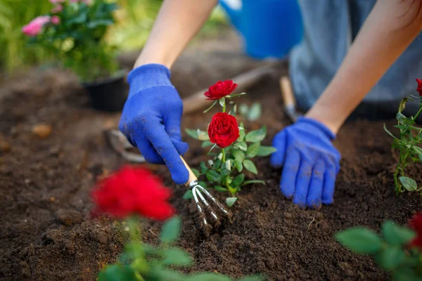 Bild der jungen Agronomin Mädchen in Gummihandschuhen Pflanzung roter Rosen im Garten — Stockfoto
