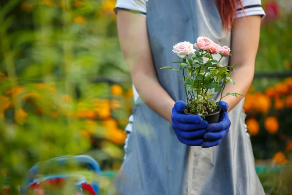 Fotó agronómus nő gazdaság rózsaszín rózsa, kertben — Stock Fotó