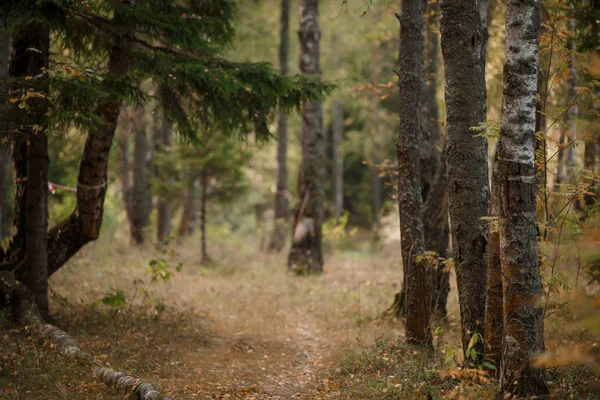 Fotos de árboles en el bosque —  Fotos de Stock