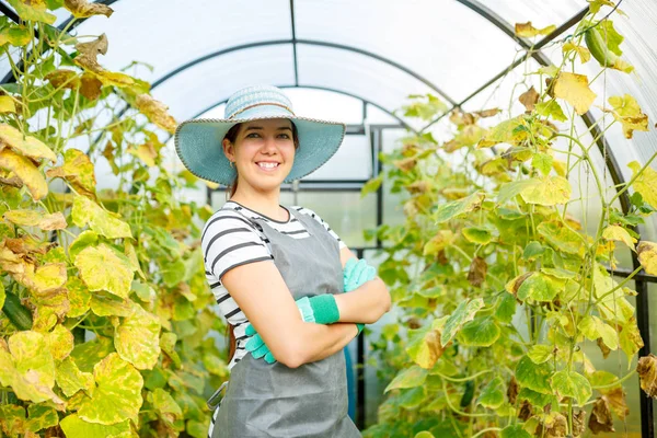 Fotoğraf salatalık ile sera, şapkalı mutlu kadın bahçıvan — Stok fotoğraf