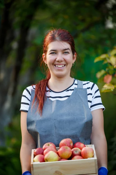 Foto van jong meisje tuinman met oogst van appelen in houten doos in tuin — Stockfoto