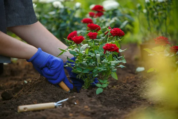 Foto der Hände eines jungen Agronomen, der rote Rosen im Garten pflanzt — Stockfoto