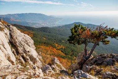 Highlands, çam ağaçları, turuncu çalılar, bulutlu gökyüzü görüntü