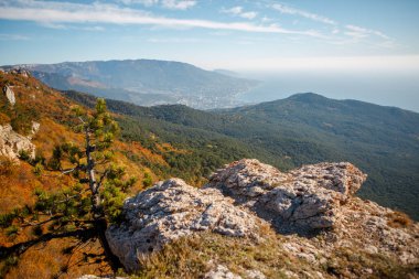 Highlands, çam ağaçları, turuncu çalılar, bulutlu gökyüzü görüntü
