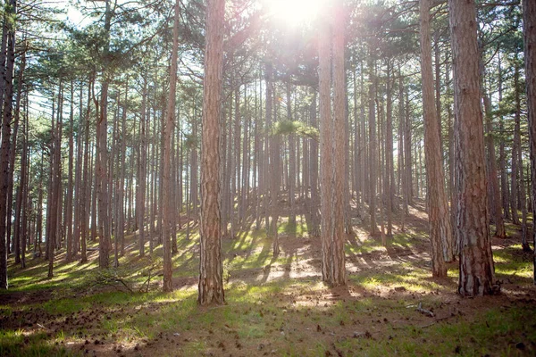 Foto van de groene bomen en blauwe hemel in bos. — Stockfoto
