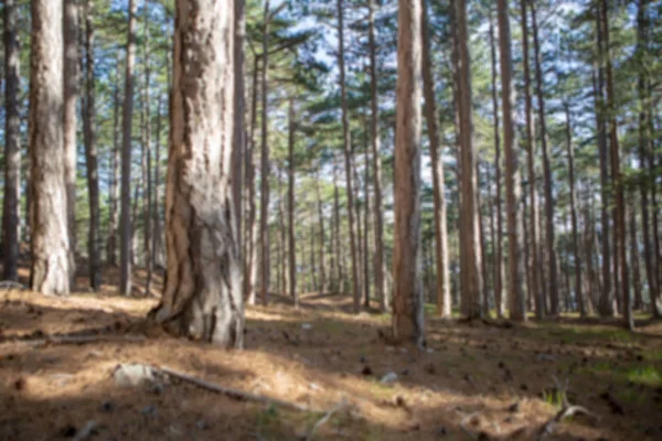 Afbeelding van de groene bomen en blauwe hemel in bos . — Stockfoto