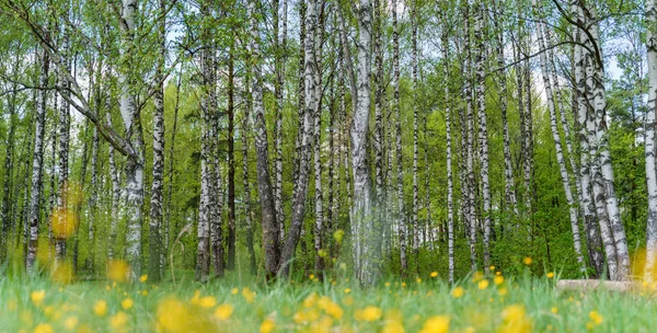 Photo of birch forest with yellow flowers — Stock Photo, Image