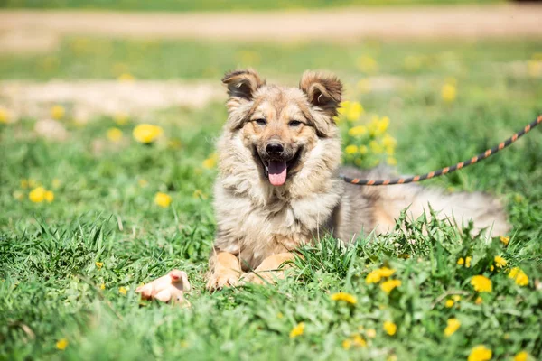 Bild av Ginger dog med öppen mun, slutna ögon, med koppel runt halsen, sittande på grön gräsmatta med gula blommor på sommardag. — Stockfoto