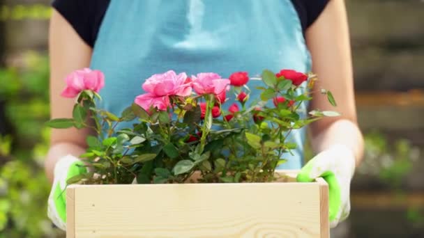 Nauwe meisje in blauwe schort houdt in armen houten kist met rozen — Stockvideo