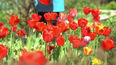 Kırmızı sulama ile flowerbed kadın suları lale