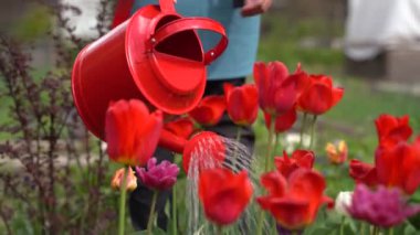 kadın bahçede kırmızı lale su için yeni sulama can kullanır 