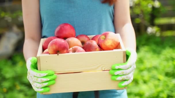 Meisje in blauwe schort trekt dichte houten doos met rijpe appels — Stockvideo