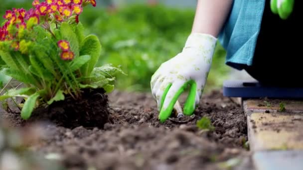 Mãos em luvas mover brotos de flores para espaço livre para buraco — Vídeo de Stock