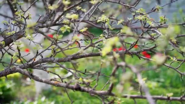 Ramo de árvore de maçã com flores doces e pequenas folhas verdes — Vídeo de Stock