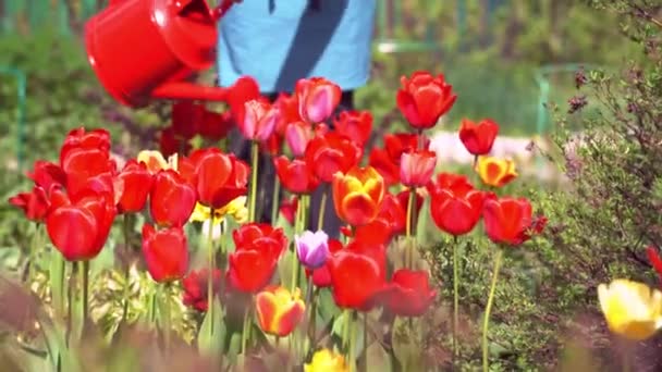 Aguas de la persona tulipanes florecientes con riego rojo puede primer plano — Vídeo de stock