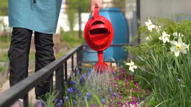 Женщина поливает цветы на клумбе с красной лейкой банка — стоковое видео