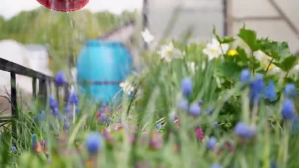 Person sprays blue flowers and daffodils in dacha yard — Stock Video