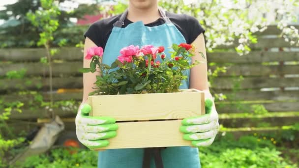 Mujer en camiseta sostiene caja de madera con rosas rosadas por valla — Vídeo de stock