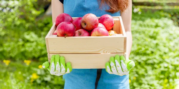 Foto de niña en delantal con caja con manzanas en el jardín — Foto de Stock