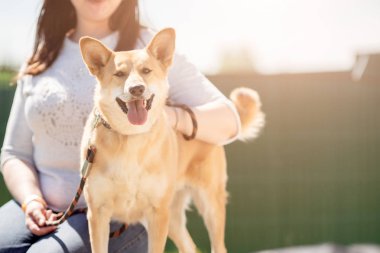 Yaz günü tasma üzerinde zencefil köpek ile oturan kot pantolon ve beyaz ceketli kadın fotoğrafı
