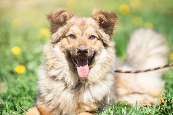 Fotografie zázvorového psa s otevřenými ústy, oči zavřené, s posezením kolem krku, sedícího na zeleném trávníku se žlutými květy v letním dni. Rozmazané pozadí. — Stock fotografie