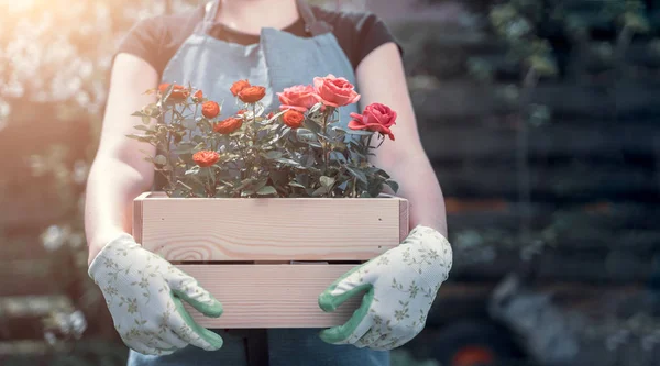 Фото девушки в перчатках с коробкой с розами, стоящими в саду — стоковое фото