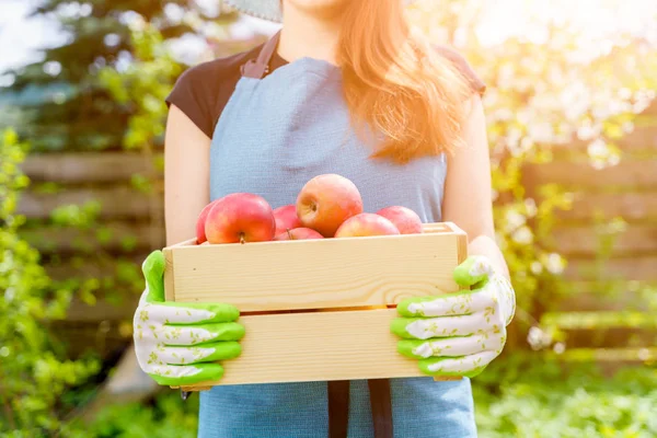 Foto de mujer en delantal con caja con manzanas en el jardín — Foto de Stock