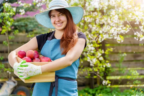 Imagen de morena alegre en sombrero con caja con manzanas en jardín — Foto de Stock