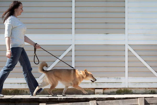 Beyaz duvar ile binanın arka planına karşı tasma üzerinde köpek ile yürüyüş kot pantolon ve beyaz kazak kadının yan fotoğraf — Stok fotoğraf