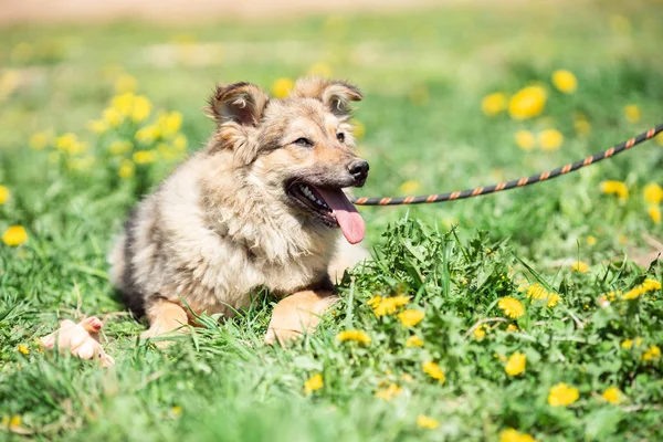Fotografie zázvorového malého psa s otevřenou pusou s pólem kolem krku, sedící na zeleném trávníku se žlutými květy — Stock fotografie